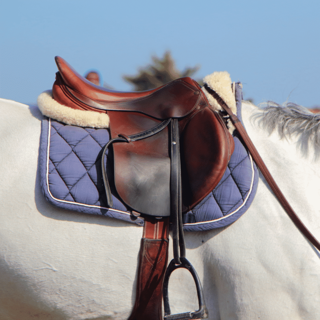 Saddle Sore in Horses