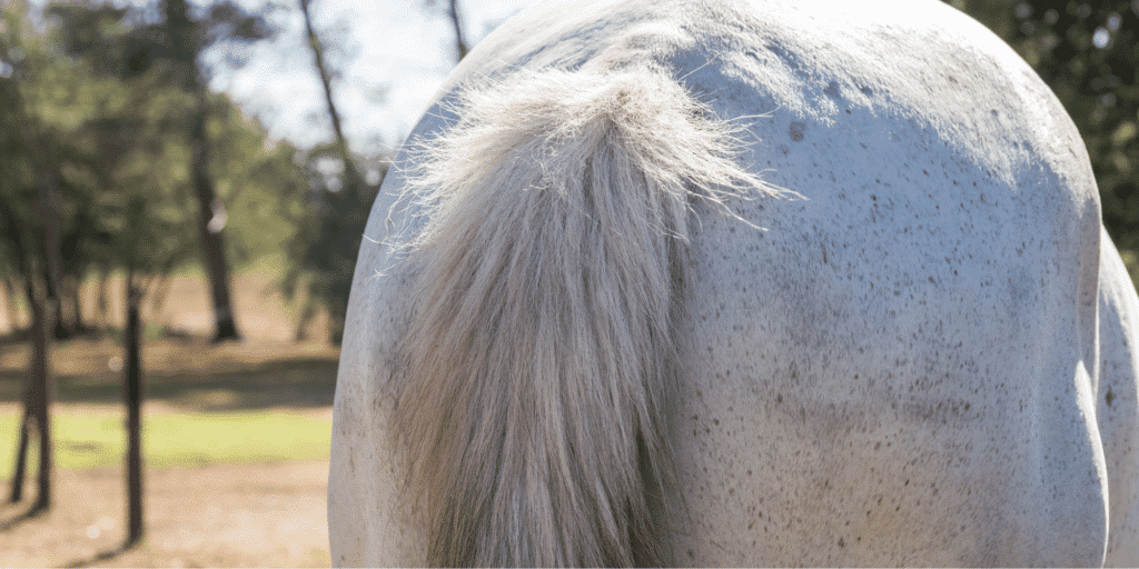 Salmonellosis in horses is a bacterial infection causing severe diarrhea, fever, and dehydration, requiring prompt treatment.