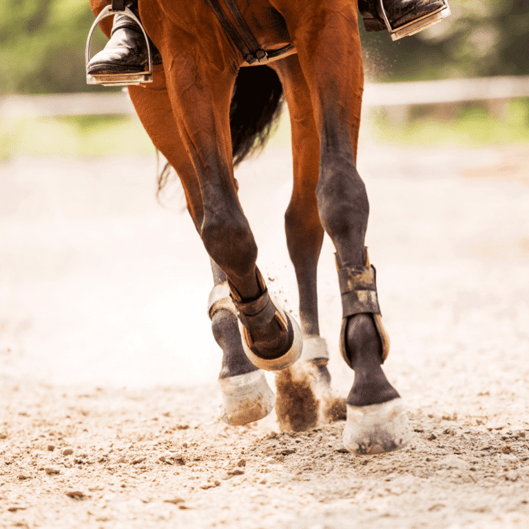 Septic Arthritis in horses is a severe joint infection causing pain, swelling, and lameness, often requiring prompt veterinary treatment.