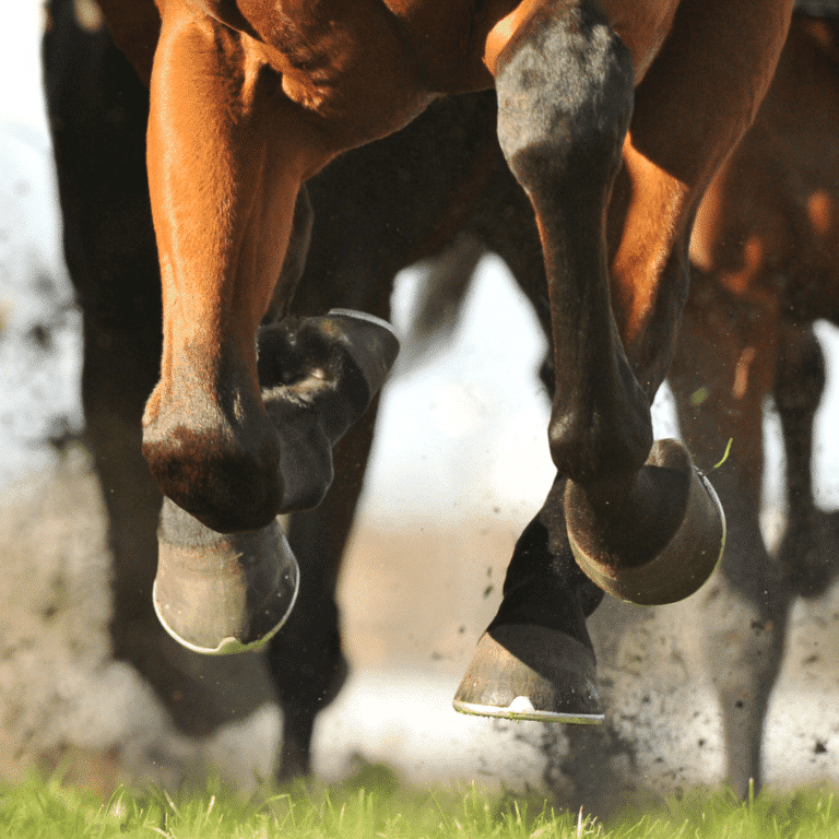 Sheared Heels in horses is a hoof condition where uneven heel height causes pain and lameness due to uneven weight distribution.