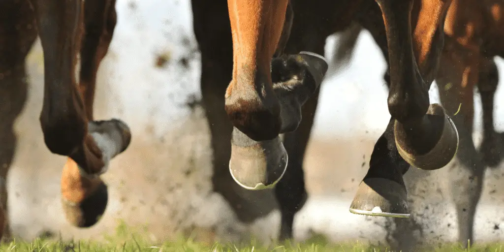 Sheared Heels in horses is a hoof condition where uneven heel height causes pain and lameness due to uneven weight distribution.