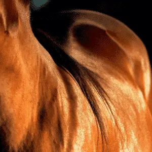 Systemic Lupus Erythematosus (SLE) in horses is an autoimmune disease causing widespread inflammation affecting skin, joints, and organs.