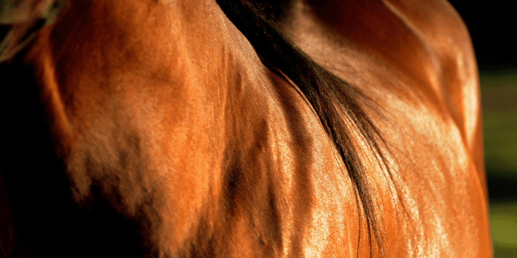 Systemic Lupus Erythematosus (SLE) in horses is an autoimmune disease causing widespread inflammation affecting skin, joints, and organs.