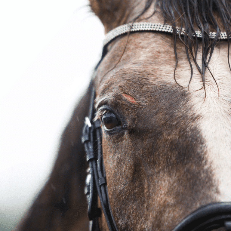 Tetanus, also known as lockjaw, is a serious bacterial infection causing muscle stiffness and spasms, potentially fatal to horses.