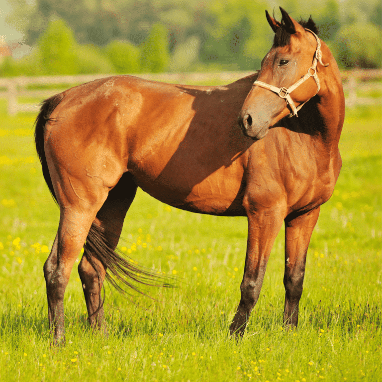 Tetralogy of Fallot (TOF) in horses is a rare congenital heart defect consisting of four abnormalities that affect blood flow and oxygenation.