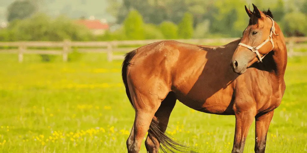 Fallot-Tetralogie beim Pferd Titelbild