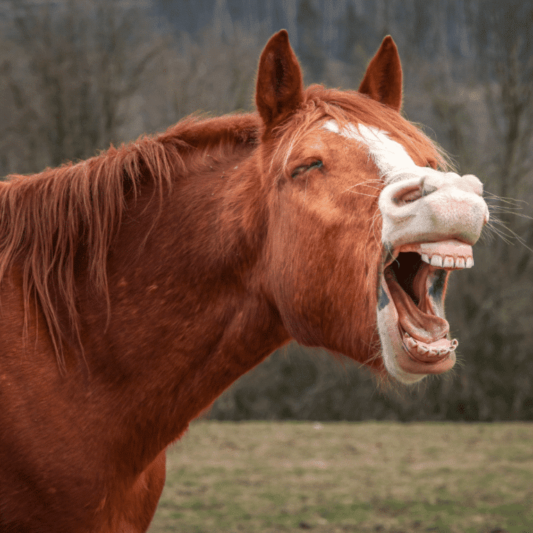 Tooth decay in horses is a dental condition causing cavities and infection, leading to pain, difficulty eating, and potential weight loss.