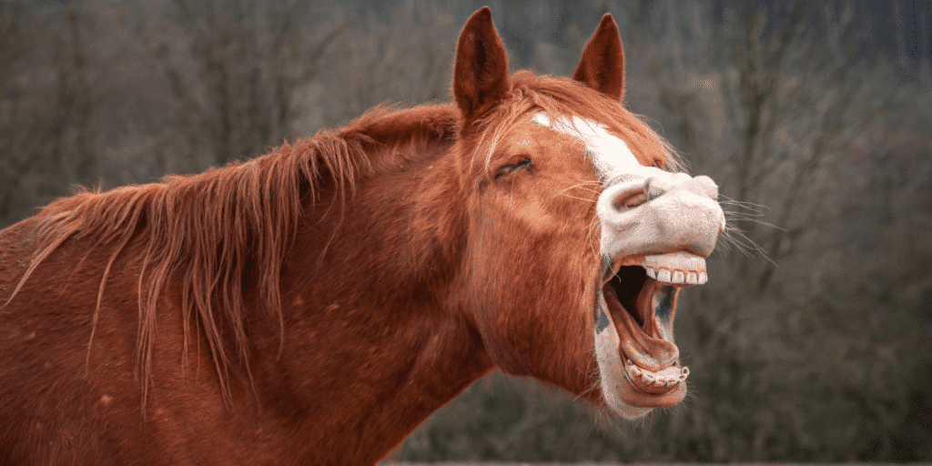 Tooth decay in horses is a dental condition causing cavities and infection, leading to pain, difficulty eating, and potential weight loss.