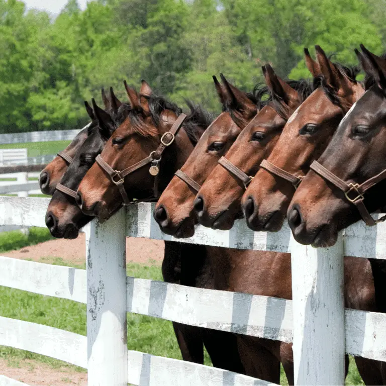 Ventricular Septal Defect (VSD) in horses is a congenital heart defect with a septal hole causing abnormal blood flow.