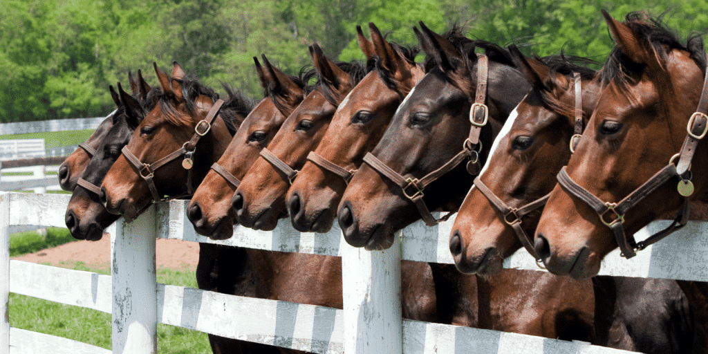 Ventricular Septal Defect (VSD) in horses is a congenital heart defect with a septal hole causing abnormal blood flow.