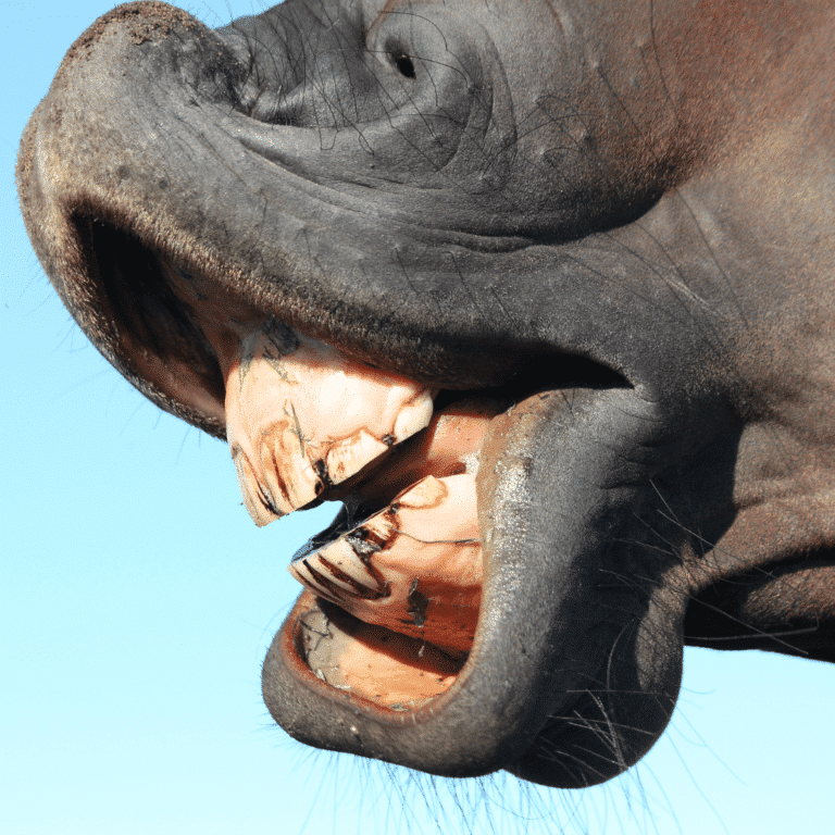 Wave Mouth in horses is a dental condition where uneven wear creates a wavelike pattern on the molars, causing chewing difficulties.