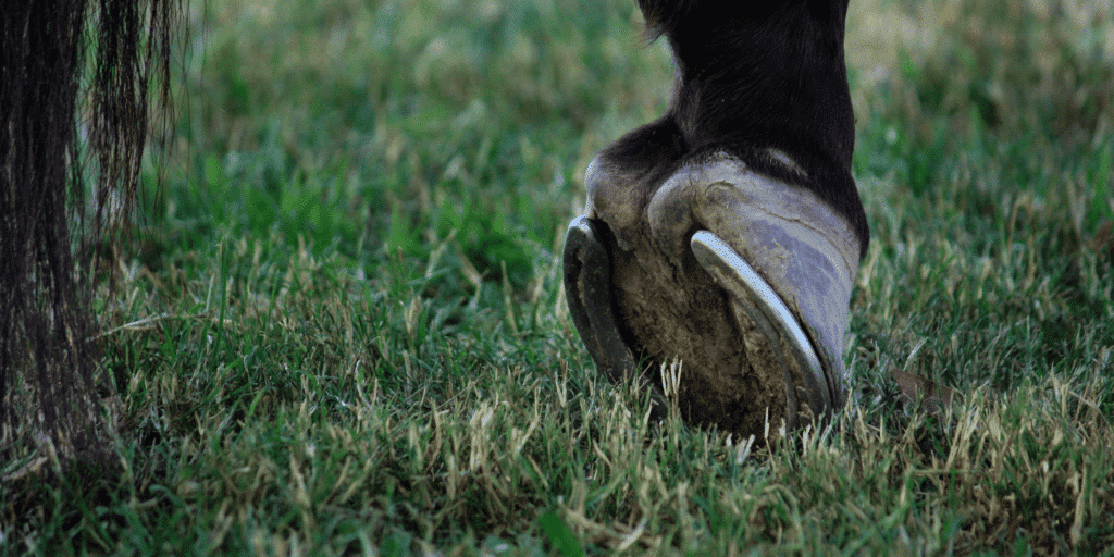 Contracted heels in horses are a condition where the hooves' heels are abnormally narrow, causing pain and lameness.