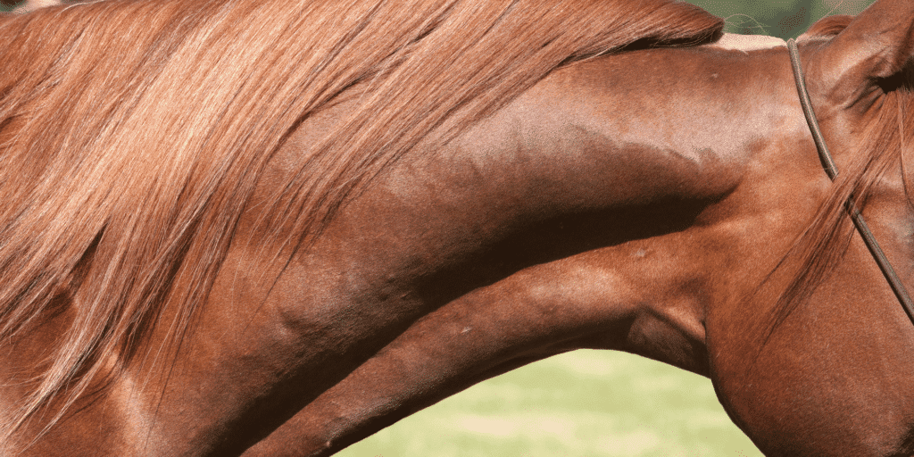 Strangles is a highly contagious bacterial infection in horses caused by Streptococcus equi, characterized by fever, nasal discharge, and abscesses in the lymph nodes of the head and neck.