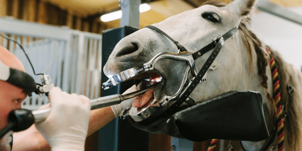 Hooks in horses are sharp points or edges that develop on the molars due to uneven wear, which can cause pain and difficulty in chewing.