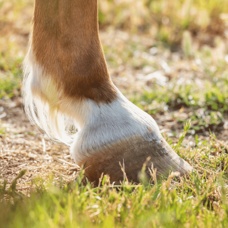 A pedal bone cyst is a fluid-filled cavity within the pedal bone of the hoof that can cause lameness.