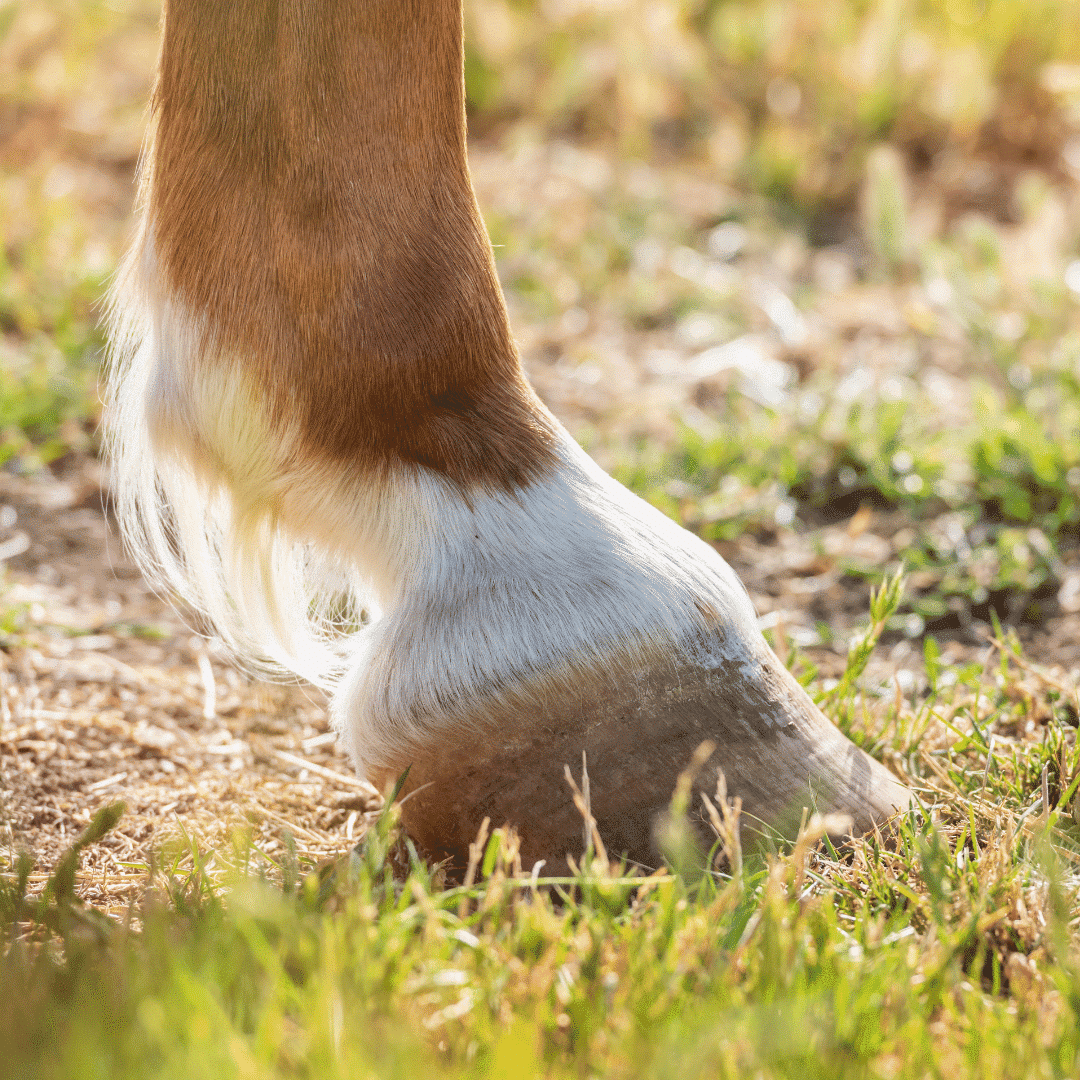 Pedal Bone Cyst in Horses