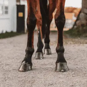 A pedal bone fracture is a break in the bone within the hoof, often causing severe lameness and requiring prompt veterinary attention.