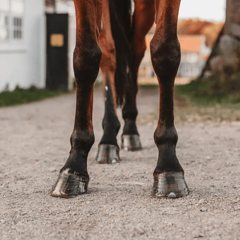 A pedal bone fracture is a break in the bone within the hoof, often causing severe lameness and requiring prompt veterinary attention.