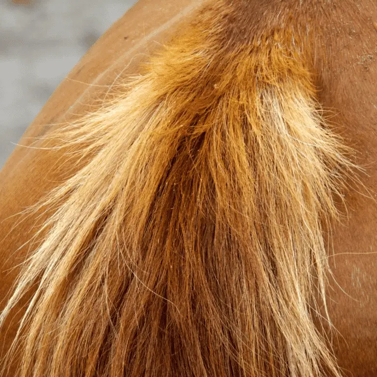 Pinworms in horses are intestinal parasites that cause itching and irritation around the anus, often leading to tail rubbing and hair loss.