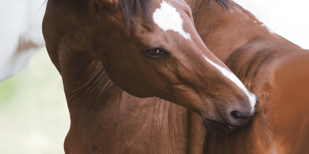 Ringworm in horses is a contagious fungal infection causing circular, hairless patches on the skin, often accompanied by itching and inflammation.