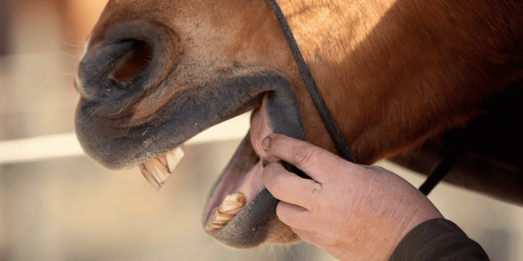 Step mouth in horses is a dental condition where uneven wear causes one or more teeth to develop a step-like appearance, affecting chewing efficiency and comfort.