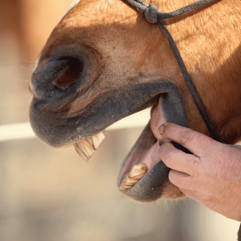 Stufenmund bei Pferden Step mouth in horses is a dental condition where uneven wear causes one or more teeth to develop a step-like appearance, affecting chewing efficiency and comfort.