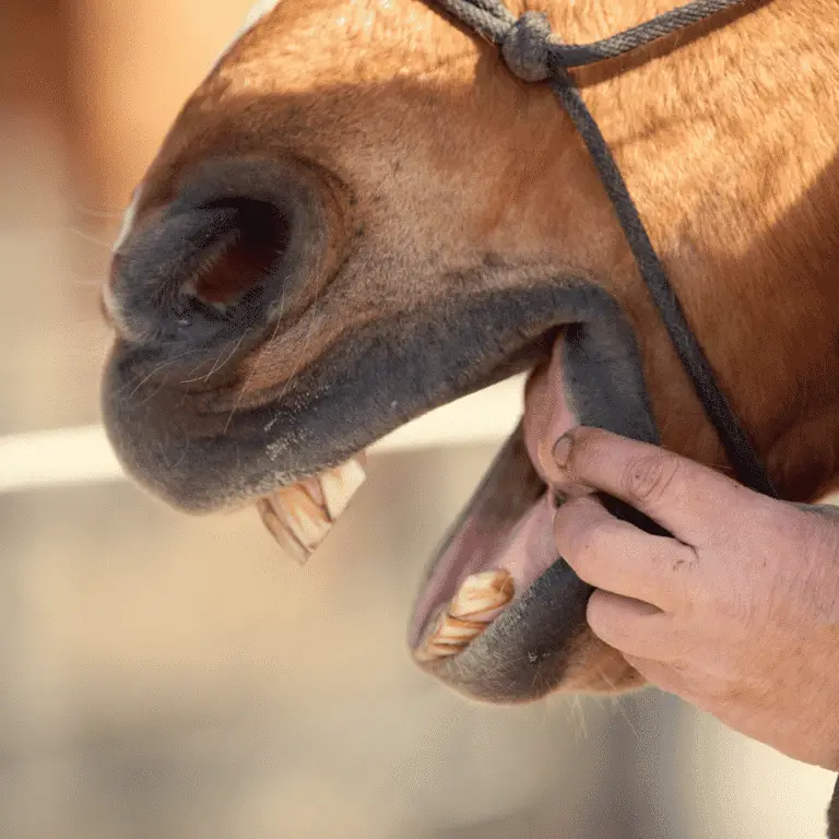 Step mouth in horses is a dental condition where uneven wear causes one or more teeth to develop a step-like appearance, affecting chewing efficiency and comfort.