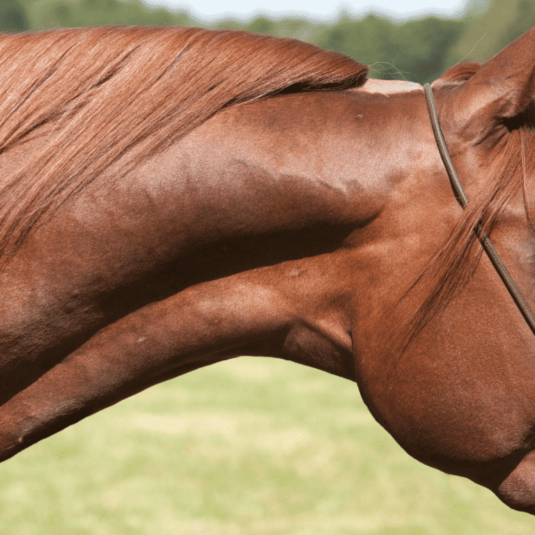 Strangles is a highly contagious bacterial infection in horses caused by Streptococcus equi, characterized by fever, nasal discharge, and abscesses in the lymph nodes of the head and neck.