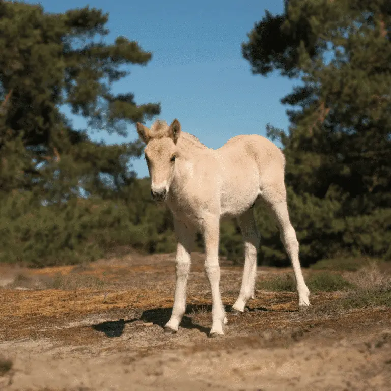 Abortion in horses is the premature termination of pregnancy, often caused by infections, hormonal imbalances, or stress.