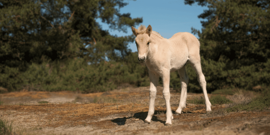 Abortion in horses is the premature termination of pregnancy, often caused by infections, hormonal imbalances, or stress.