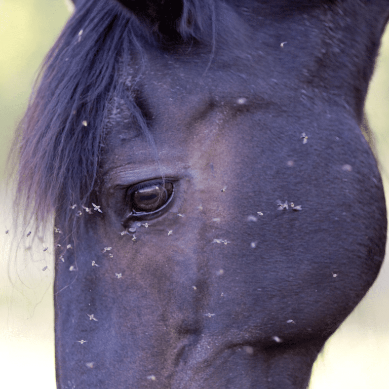 African horse sickness is a severe, viral disease transmitted by mosquitoes, causing fever, respiratory distress, and swelling in horses, often leading to high mortality.
