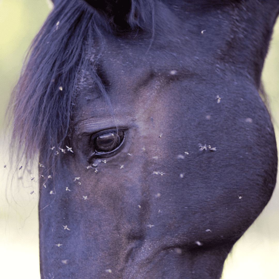 African Horse Sickness African Horse Sickness