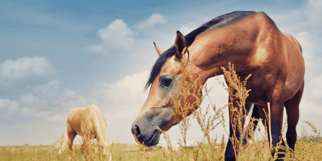 Anhidrosis in horses is a condition where they lose the ability to sweat, leading to overheating and potential heatstroke, especially in hot and humid conditions.