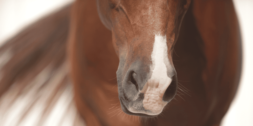 Aspergillosis in horses is a fungal infection caused by Aspergillus species, often affecting the respiratory system and leading to symptoms like nasal discharge and difficulty breathing.