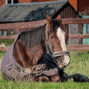 Equine coronavirus is a contagious viral infection affecting horses, characterized by fever, lethargy, and gastrointestinal symptoms such as diarrhea.