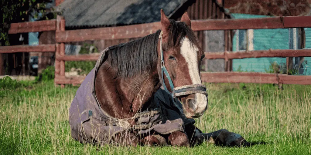 Equine coronavirus is a contagious viral infection affecting horses, characterized by fever, lethargy, and gastrointestinal symptoms such as diarrhea.