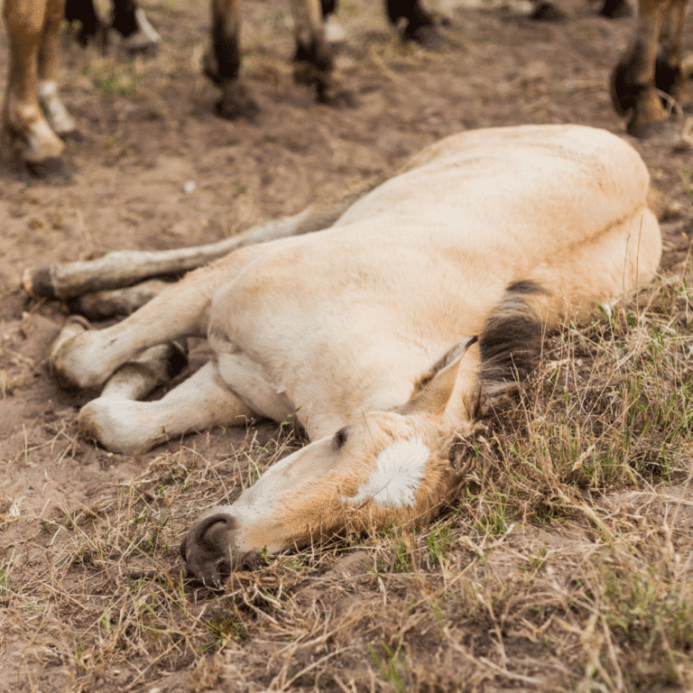 Equine Degenerative Myeloencephalopathy in horses is a neurological disorder causing spinal cord degeneration, leading to ataxia and weakness.