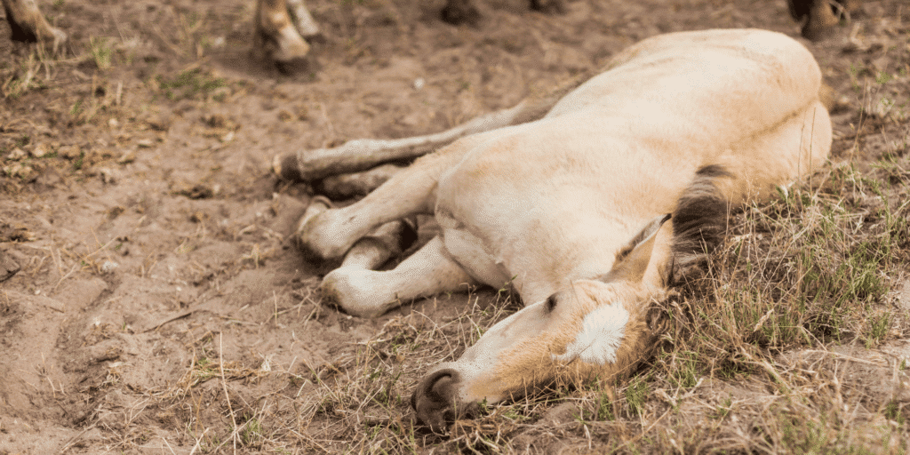 Equine Degenerative Myeloencephalopathy in horses is a neurological disorder causing spinal cord degeneration, leading to ataxia and weakness.