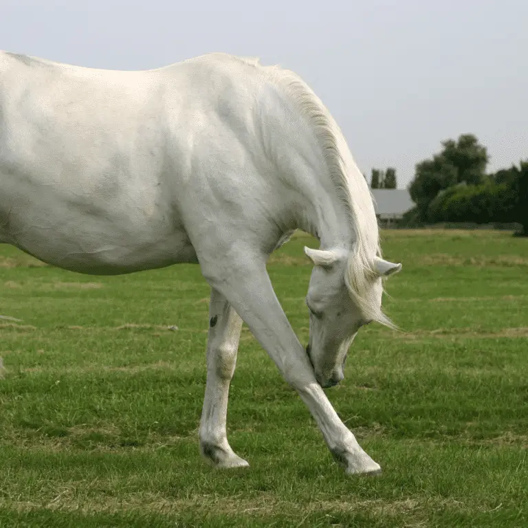 Folliculitis in horses is an inflammation of the hair follicles typically caused by bacterial infection, resulting in small, pus-filled bumps on the skin.