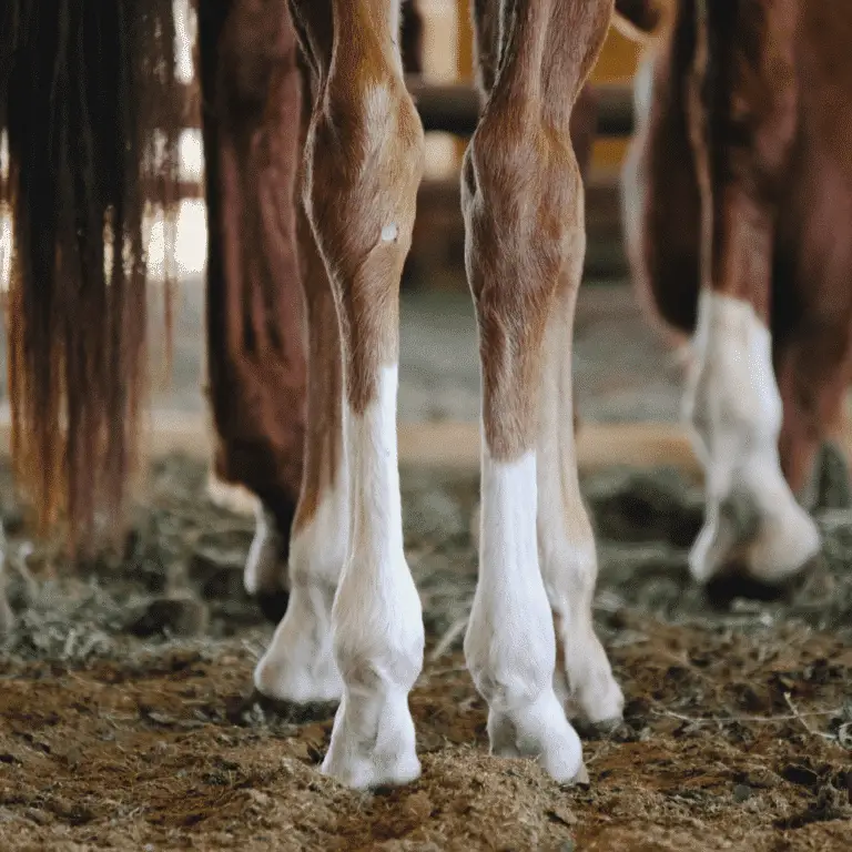 Fractures in horses are breaks in bones often caused by trauma, leading to pain, lameness, and requiring immediate veterinary care.