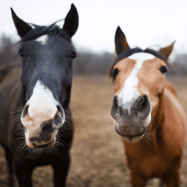 Giardiasis in horses is a parasitic infection caused by Giardia, leading to symptoms such as diarrhea, weight loss, and poor coat condition.