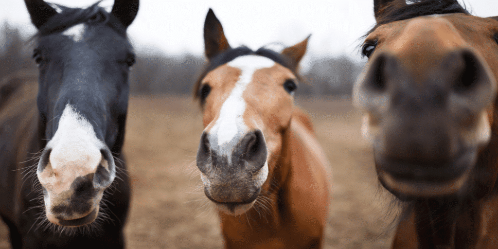 Giardiasis in horses is a parasitic infection caused by Giardia, leading to symptoms such as diarrhea, weight loss, and poor coat condition.