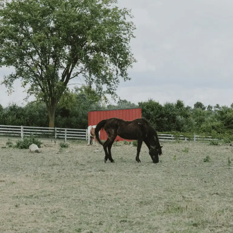 Lordosis (Swayback) in horses is a condition where the spine curves excessively downward, causing discomfort and affecting performance.