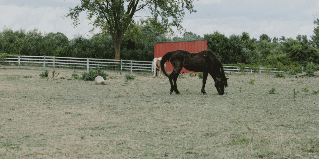 Lordosis (Swayback) in horses is a condition where the spine curves excessively downward, causing discomfort and affecting performance.