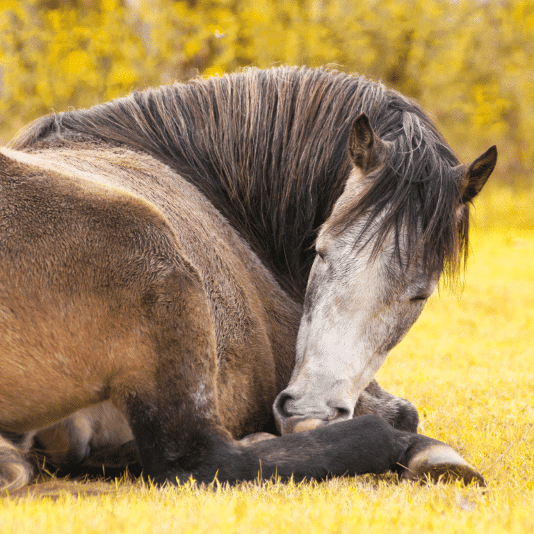 A muscle abscess in horses is a localized infection within the muscle tissue, typically resulting in swelling, pain, and heat at the site of the abscess.