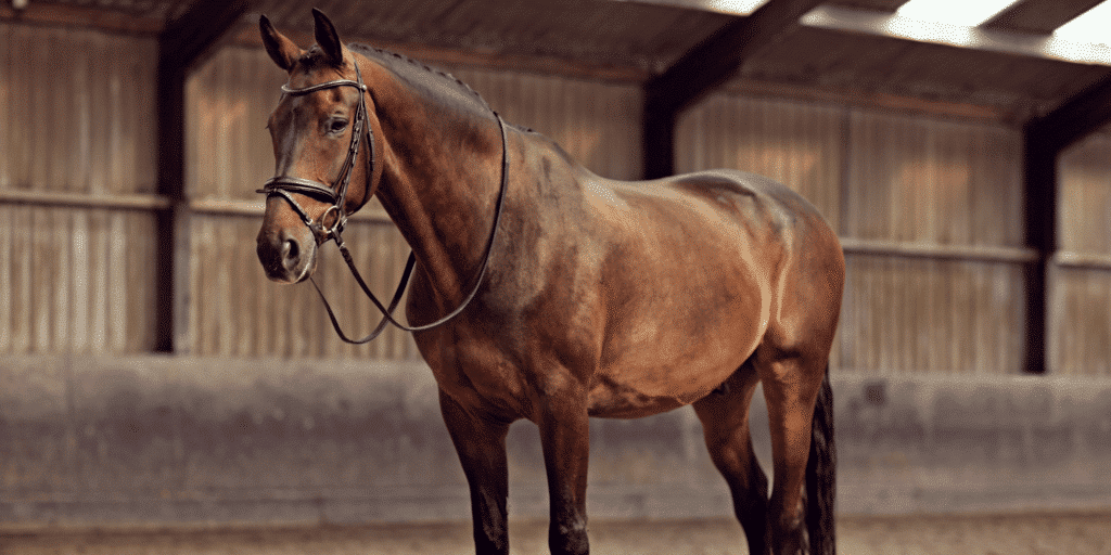 Sarcocystis myositis in horses is a parasitic infection causing muscle inflammation, stiffness, and weakness.