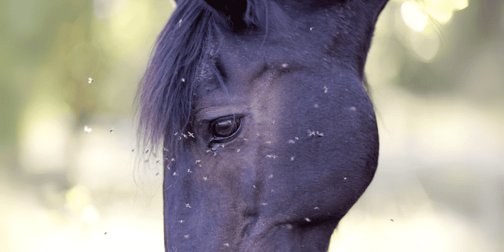 African horse sickness is a severe, viral disease transmitted by mosquitoes, causing fever, respiratory distress, and swelling in horses, often leading to high mortality.