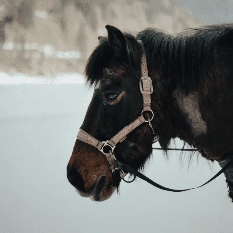 Alopecia in horses is a condition characterized by hair loss, which can result from various causes such as parasitic infections, nutritional deficiencies, or autoimmune disorders.