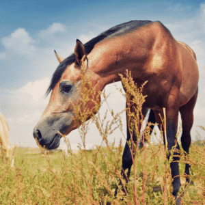 Anhidrosis in horses is a condition where they lose the ability to sweat, leading to overheating and potential heatstroke, especially in hot and humid conditions.
