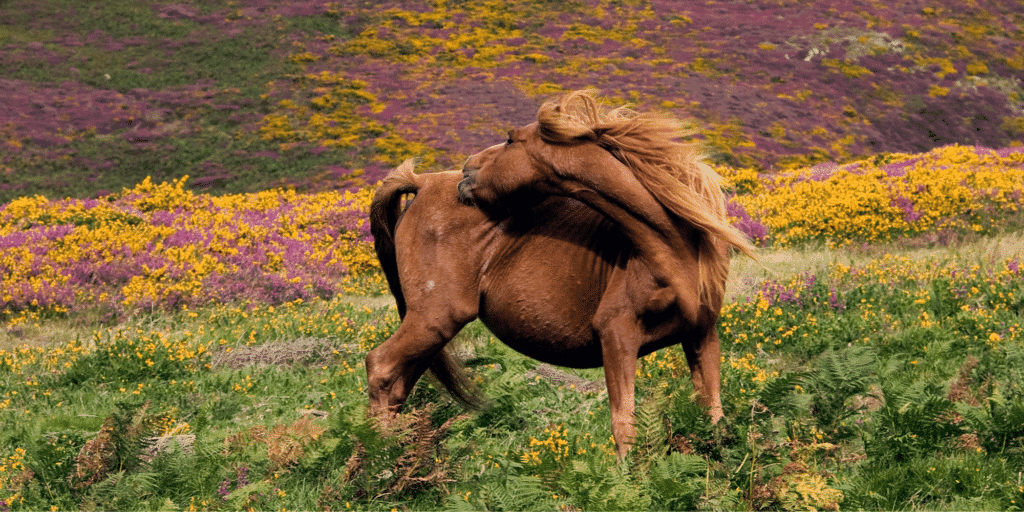 Fleas in horses cause itching, discomfort, and potential skin infections, requiring prompt treatment and management to alleviate symptoms and prevent infestation.